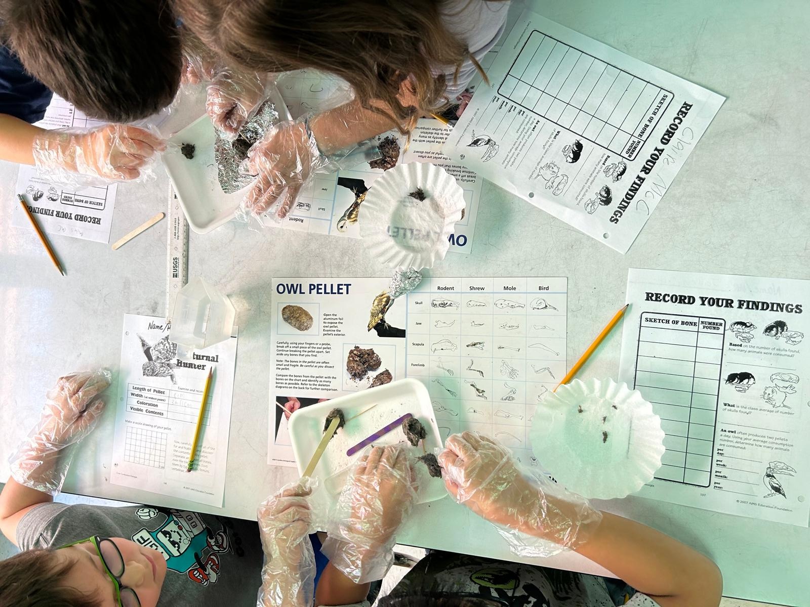 Oak Grove students dissecting owl pellets in hands-on science lab